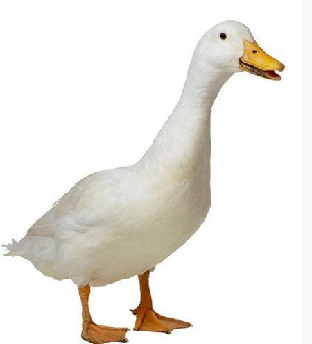 娱乐吃瓜鹅鸭视频,鹅鸭视频带你领略娱乐圈新鲜趣事